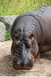 Hippo # 2